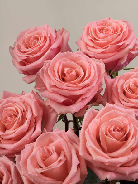 Superstition, 60cm, 25 Stems, ROSAPRIMA CIA. LTDA. Superstition, 60cm, 25 Stems, ROSAPRIMA CIA. LTDA.