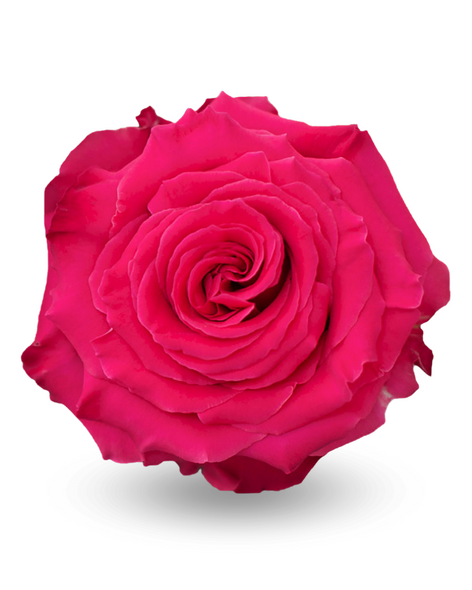 Fullmonty, 50cm, 25 Stems, ROSAS DEL CORAZON  ROSASLESANDI CIA LTDA
