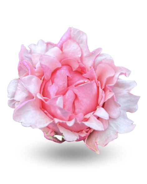 Pink Margo, 50cm, 25 Stems, ROSAS DEL CORAZON  ROSASLESANDI CIA LTDA Pink Margo, 50cm, 25 Stems, ROSAS DEL CORAZON  ROSASLESANDI CIA LTDA