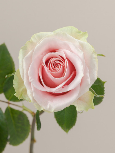 Frutteto, 40cm, 25 Stems, ROSAPRIMA CIA. LTDA. (SKU: 3307-43-217)