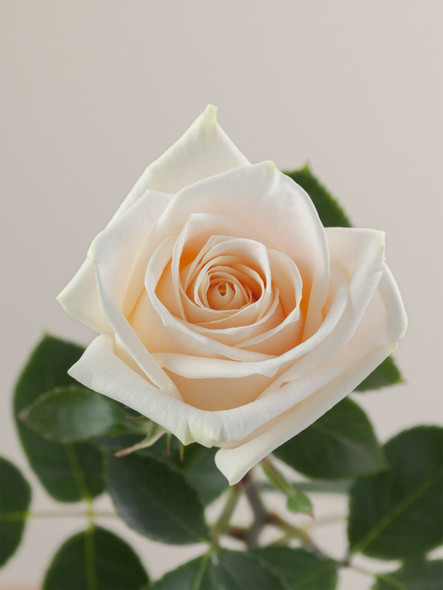 Soul, 60cm, 25 Stems, ROSAPRIMA CIA. LTDA.