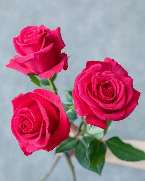 Gotcha, 50cm, 25 Stems, ROSAS DEL CORAZON