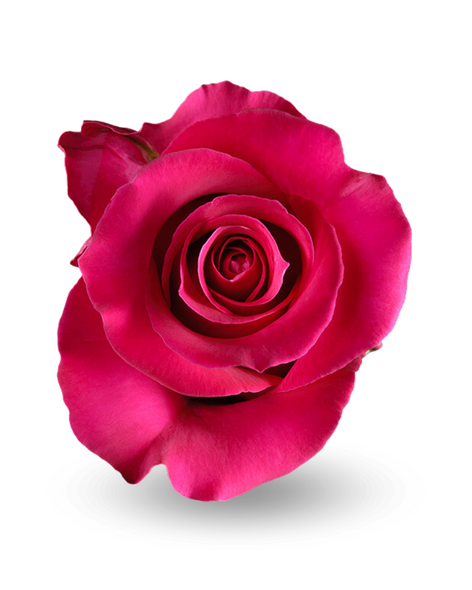 Gotcha, 50cm, 25 Stems, ROSAS DEL CORAZON