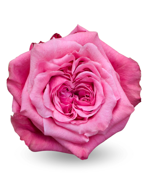 Art Deco, 50cm, 25 Stems, ROSAS DEL CORAZON  ROSASLESANDI CIA LTDA (SKU: 725-44-76)