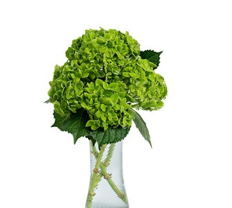 Mini Green Dark, 60cm, 1 Stem, Premium, FLORAL WONDER SAS
