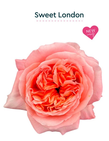 Sweet  London, 50cm, 25 Stems, ROSAS DEL CORAZON  ROSASLESANDI CIA LTDA