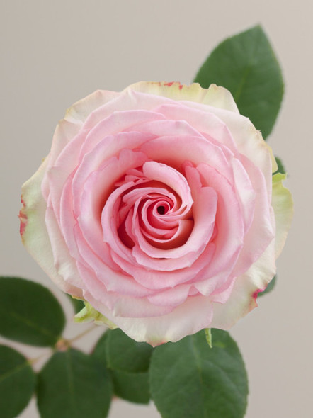 BIC Esperance, 50cm, 25 Stems, ROSAPRIMA CIA. LTDA.