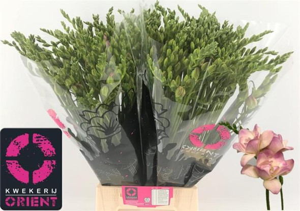 Double Rosario, 50cm, 10 Stems, 14gr, ANNIE BOX
