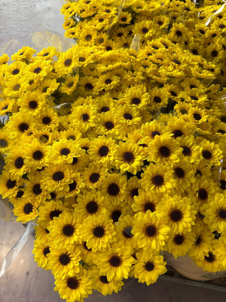 Zippo Yellow, 75cm, 5 Stems, DUTCH HERITAGE Zippo Yellow, 75cm, 5 Stems, DUTCH HERITAGE