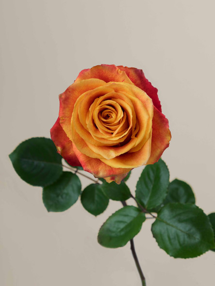 Silantoi, 50cm, 25 Stems, ROSAPRIMA CIA. LTDA.