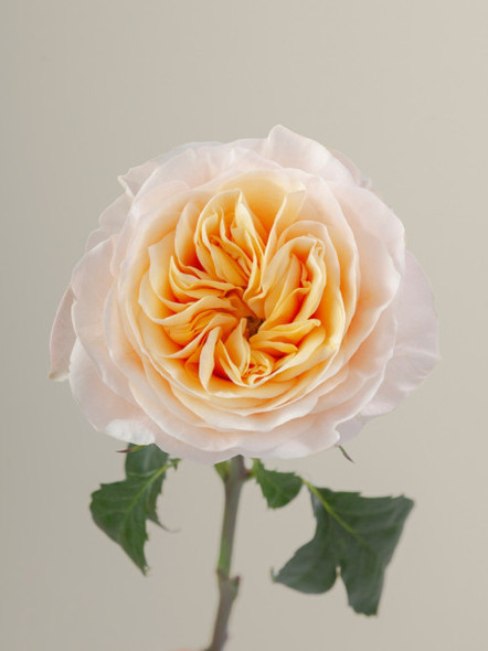 Kings Cross, 60cm, 25 Stems, ROSAPRIMA CIA. LTDA. Kings Cross, 60cm, 25 Stems, ROSAPRIMA CIA. LTDA.