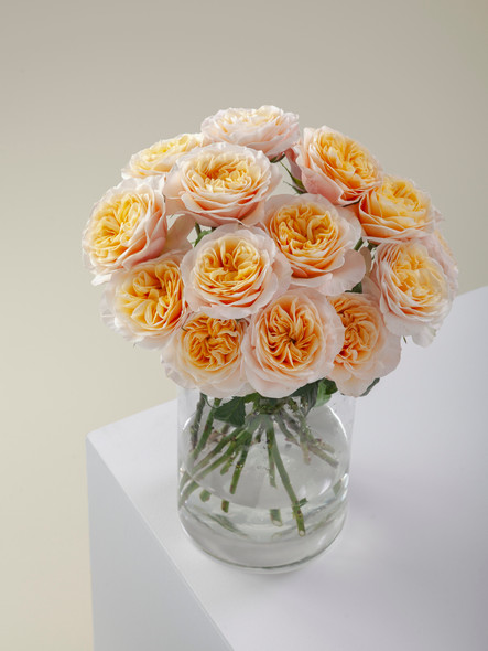 Kings Cross, 60cm, 25 Stems, ROSAPRIMA CIA. LTDA. Kings Cross, 60cm, 25 Stems, ROSAPRIMA CIA. LTDA.