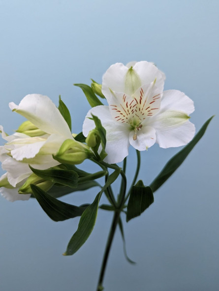 White, 75cm, 5 Stems, EUROSA FARMS LTD