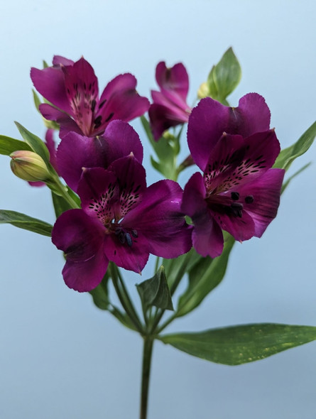 Purple, 75cm, 5 Stems, EUROSA FARMS LTD