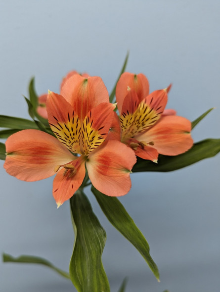 Orange, 75cm, 5 Stems, EUROSA FARMS LTD