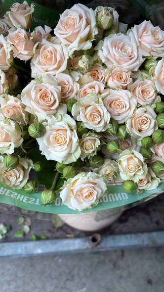 Tanja, 55cm, 10 Stems, EUROSA FARMS LTD