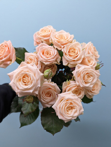 Tanja, 55cm, 10 Stems, EUROSA FARMS LTD Tanja, 55cm, 10 Stems, EUROSA FARMS LTD