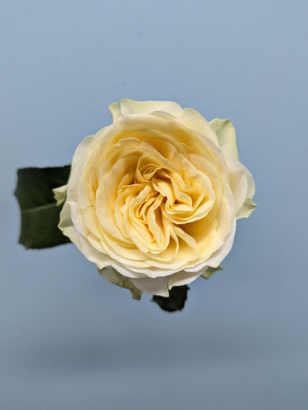 Buttercup, 55cm, 12 Stems, EUROSA FARMS LTD