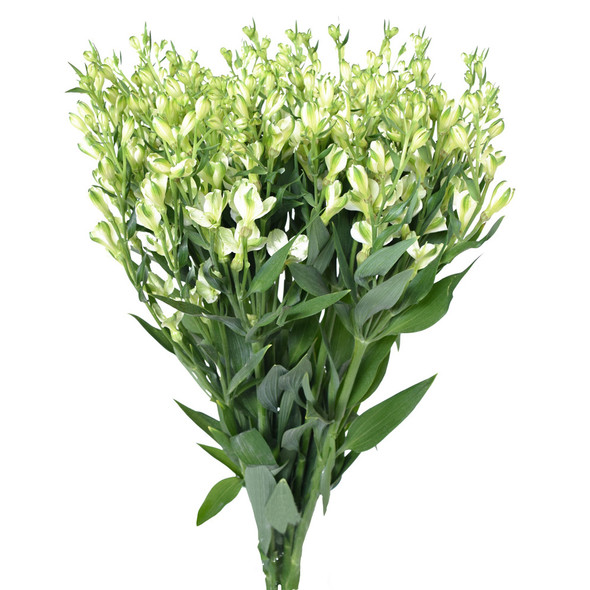 Alstreesia White, 75cm, 5 Stems, EUROSA FARMS LTD