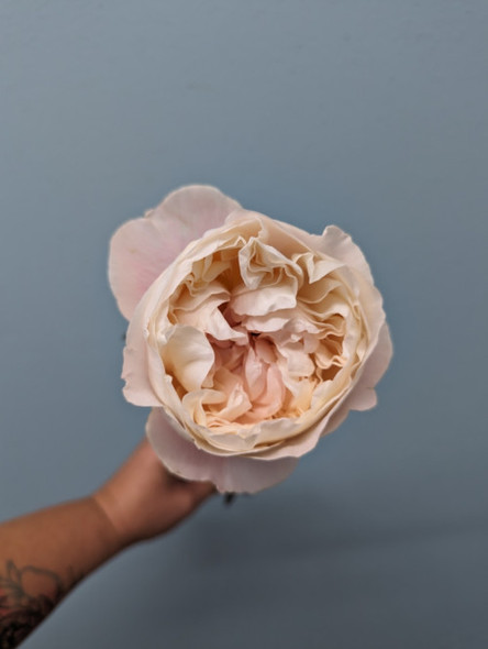 Gorki Park, 55cm, 10 Stems, EUROSA FARMS LTD