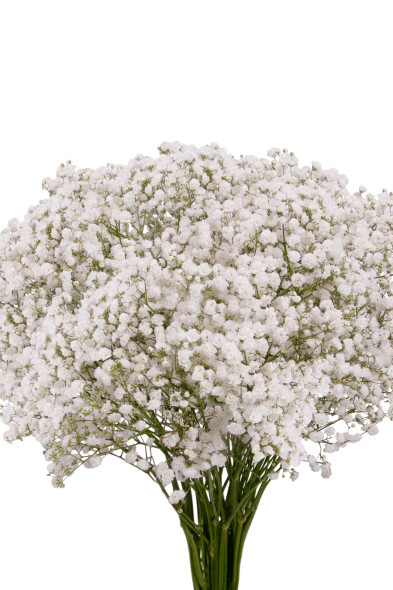 Xcellence, 80cm, BU-UNK, 250gr, FLORES EL TRIGAL