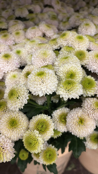Doria white, 75cm, 5 Stems, DUTCH HERITAGE