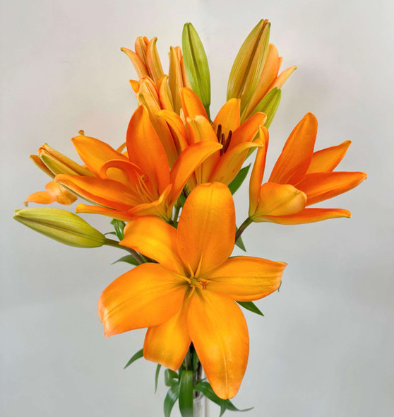 Orange, 75cm, 5 Stems, FAIRFIELD