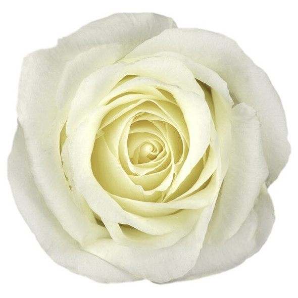 White Chocolate, 50cm, 25 Stems, AZAYA GARDENS White Chocolate, 50cm, 25 Stems, AZAYA GARDENS