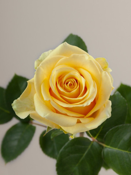Idole, 40cm, 25 Stems, ROSAPRIMA CIA. LTDA.