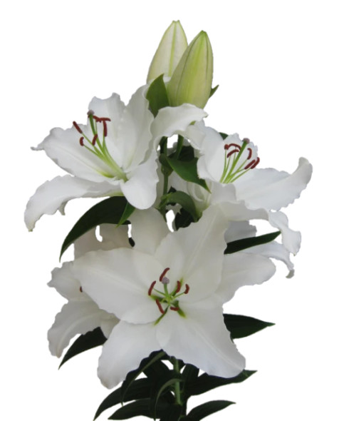 White Spear, 80cm, 5 Stems, FAIRFIELD