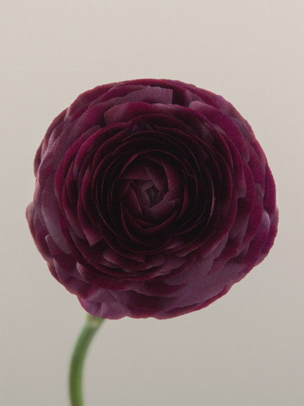 Elegance Viola, 35cm, 10 Stems, ROSAPRIMA CIA. LTDA.