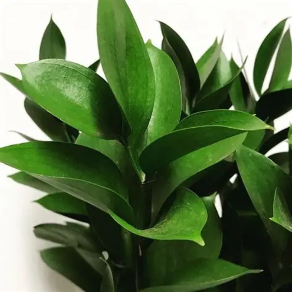 Israeli Ruscus, 70cm, 10 Stems, FLORAL WONDER SAS