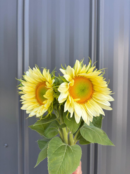 Whitelite Sunflowers, 75cm, 5 Stems, CHARNWOOD FLOWERS