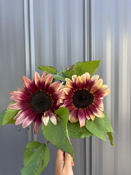 Plum Sunflowers, 75cm, 5 Stems, CHARNWOOD FLOWERS