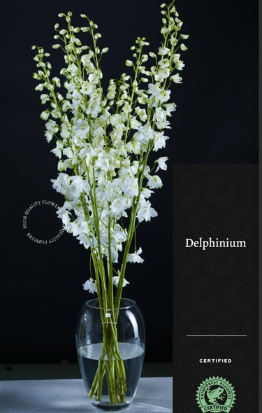 Triton White, 80cm, 10 Stems, FLORAL CHAIN GROUP