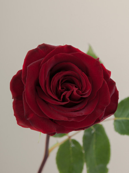 RP Black  Pearl, 50cm, 25 Stems, ROSAPRIMA CIA. LTDA.