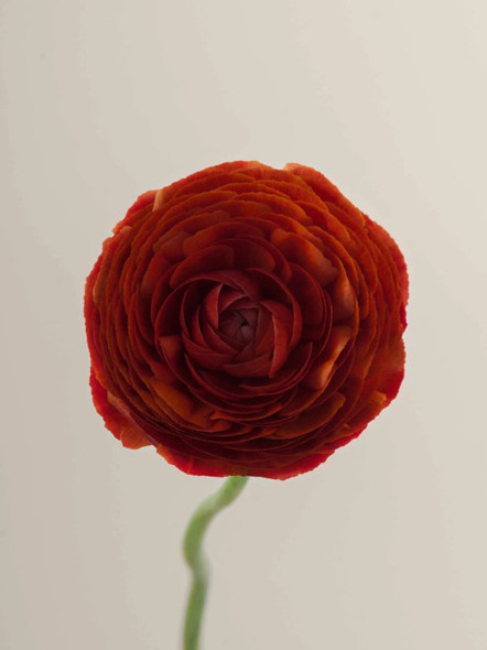 Elegance Cioccolato, 40cm, 10 Stems, ROSAPRIMA CIA. LTDA.
