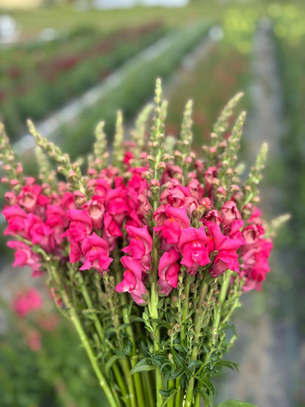 Potomac cherry rose, 60cm, 5 Stems, CHARNWOOD FLOWERS