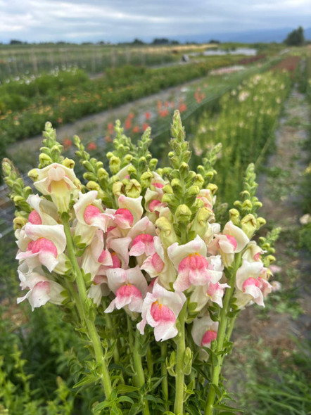 Potomac Appleblossom, 60cm, 5 Stems, CHARNWOOD FLOWERS
