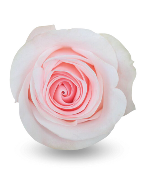 Novia, 50cm, 25 Stems, ROSAPRIMA CIA. LTDA.