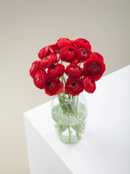 Elegance Rosso, 40cm, 10 Stems, ROSAPRIMA CIA. LTDA.