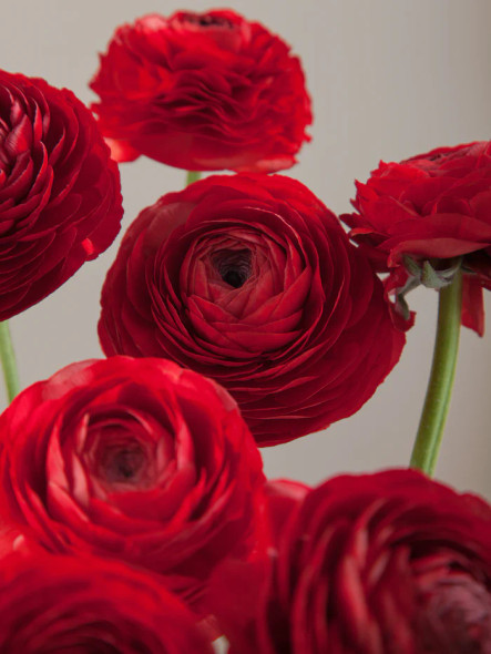 Elegance Rosso, 40cm, 10 Stems, ROSAPRIMA CIA. LTDA.