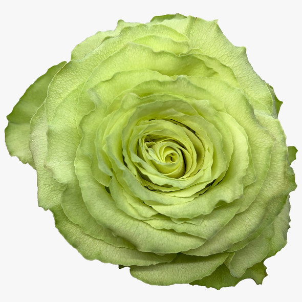 Lemonade, 50cm, 25 Stems, ROSAPRIMA CIA. LTDA.