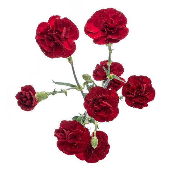 Burgundy, 60cm, 10 Stems, Fancy, FLORES DE COLOMBIA PARA EL MUNDO