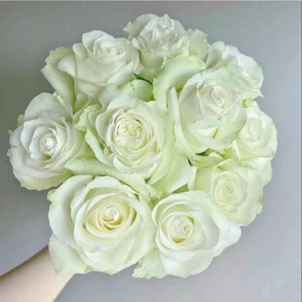 Moonstone, 50cm, 25 Stems, AZAYA GARDENS