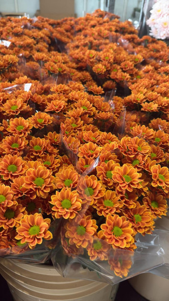 Insta, 75cm, 5 Stems, DUTCH HERITAGE Insta, 75cm, 5 Stems, DUTCH HERITAGE
