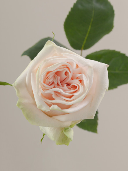 Wedding Spirit, 40cm, 25 Stems, ROSAPRIMA CIA. LTDA. Wedding Spirit, 40cm, 25 Stems, ROSAPRIMA CIA. LTDA.