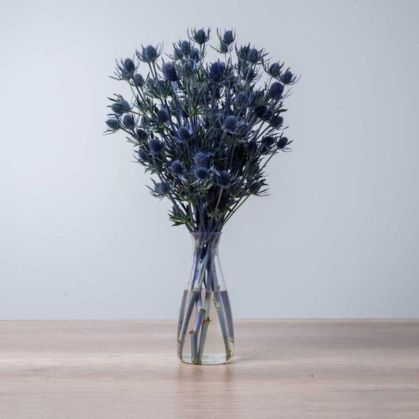 Blue Dynamite, 80cm, 5 Stems, FLORAL CHAIN GROUP