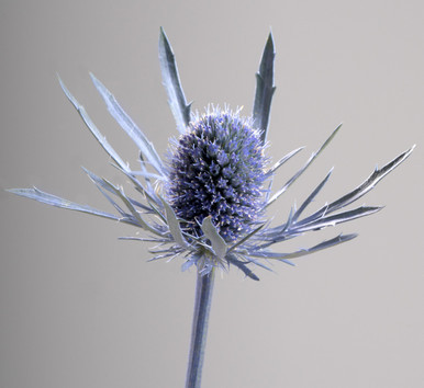 Blue Dynamite, 80cm, 5 Stems, FLORAL CHAIN GROUP