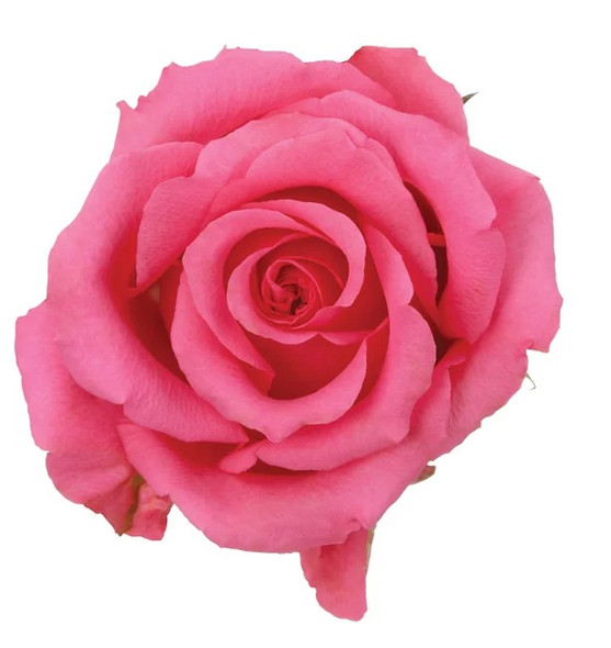 Ballet, 40cm, 25 Stems, ROSAPRIMA CIA. LTDA. Ballet, 40cm, 25 Stems, ROSAPRIMA CIA. LTDA.